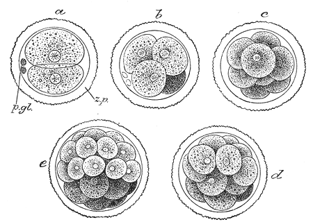 Embryogenese