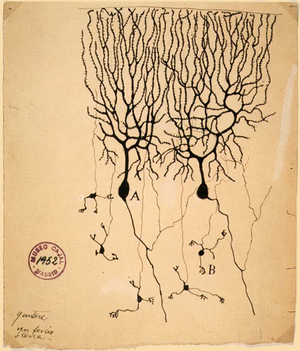 Cajal Taubenhirn
