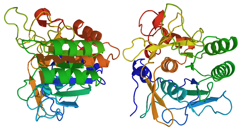 Subtilisin