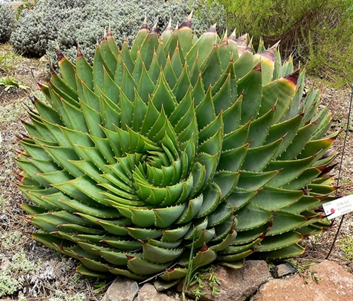 aloe phyllotaxis