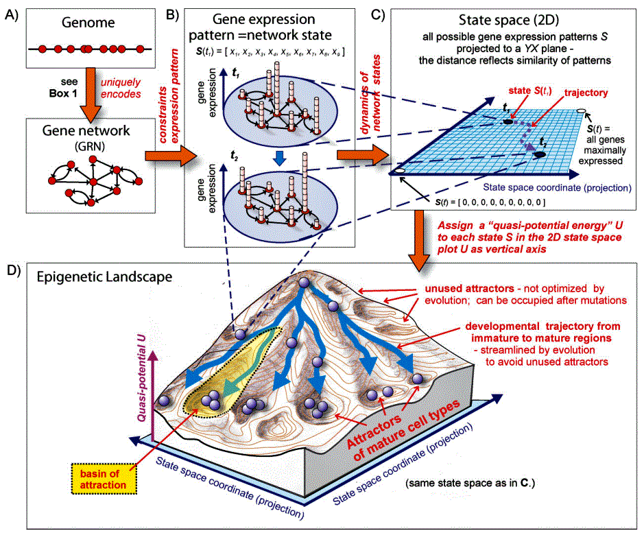 sui-huang_waddington_epigenetic_landscape